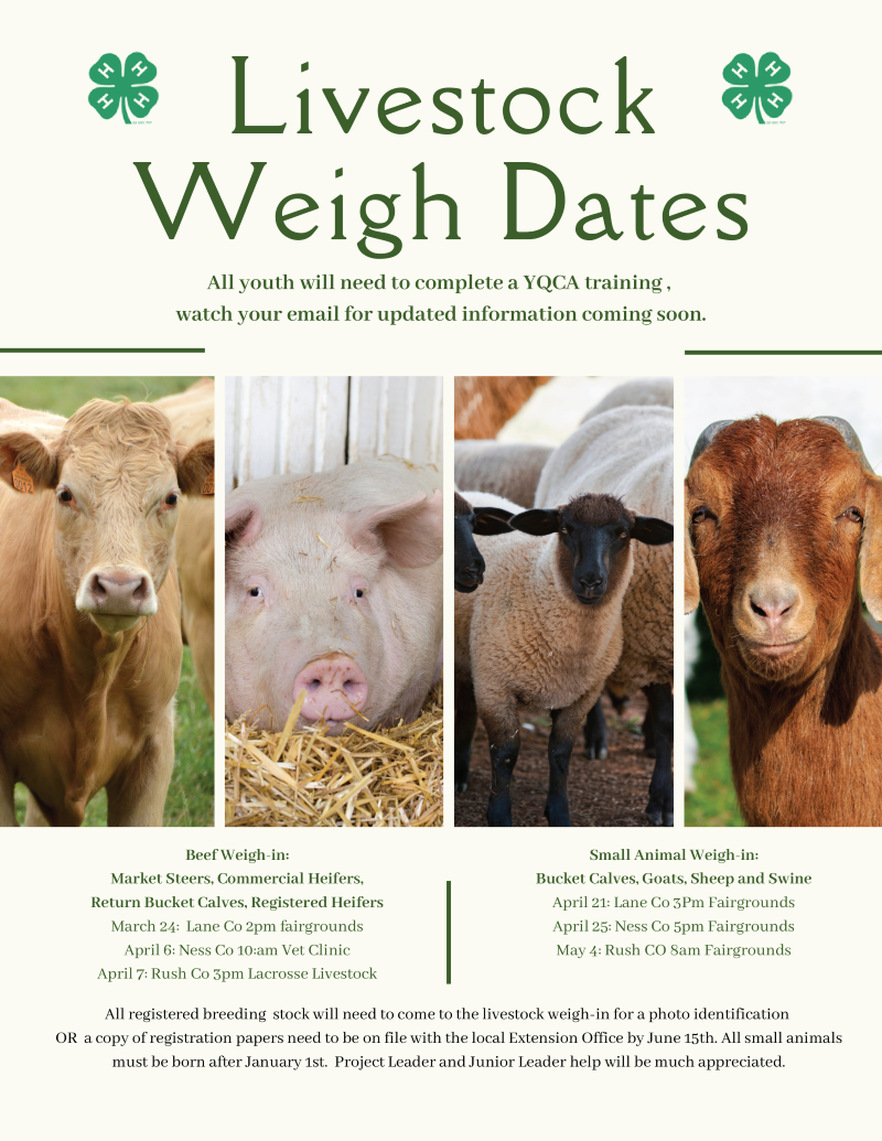 4-H Livestock Weigh In